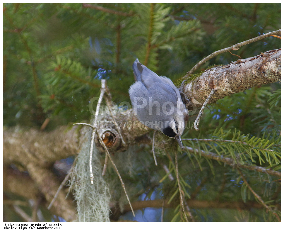 ����������� ����� ������, ������, ��������, ��������, �����, �����, ��������, �����������, XYZ, �����������, Sittidae, ������������ ���������, ���������� ���������, Sitta krueperi