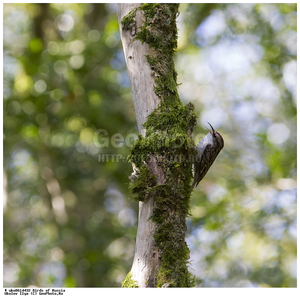 ������, ��������, ��������, �����, �����, ��������, �����������, XYZ, ���������, Certhiidae, ������������ ������, ������� ������, Certhia brachydactyla, ����������� ����� ������, �����������, ���������� �������