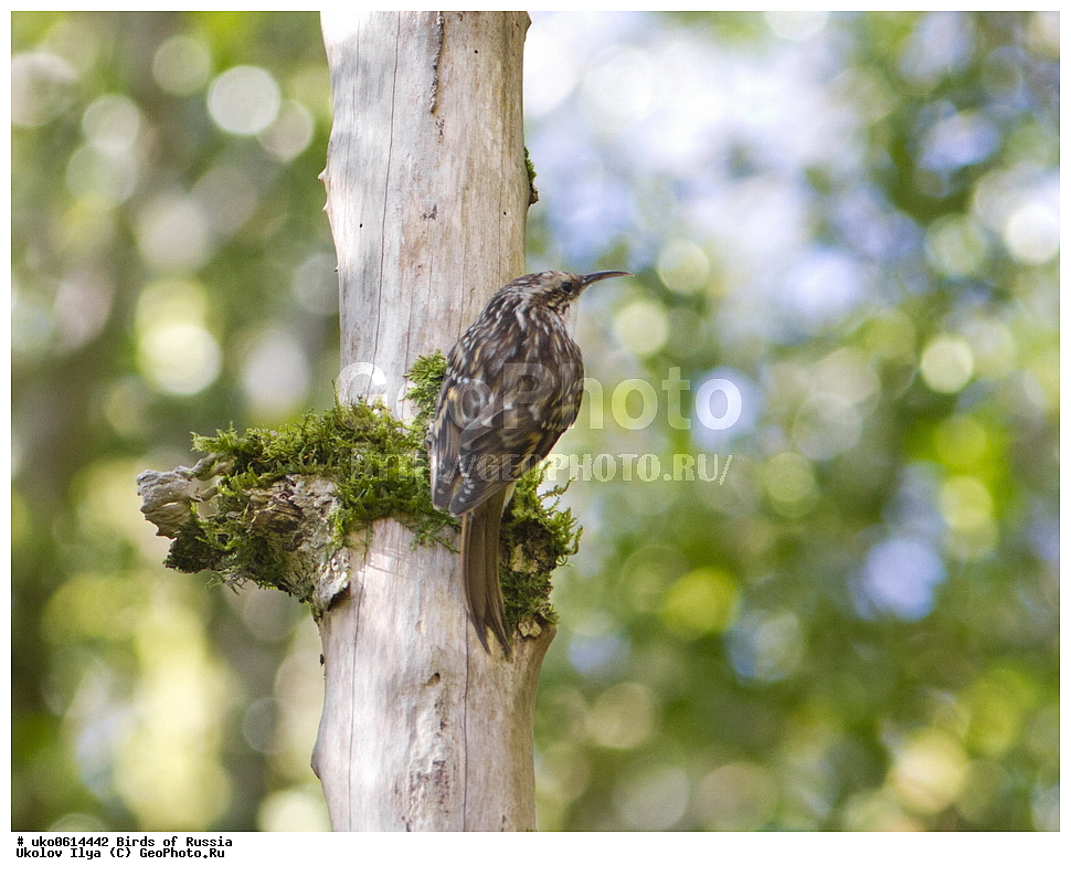 ������, ��������, ��������, �����, �����, ��������, �����������, XYZ, ���������, Certhiidae, ������������ ������, ������� ������, Certhia brachydactyla, ����������� ����� ������, �����������, ���������� �������