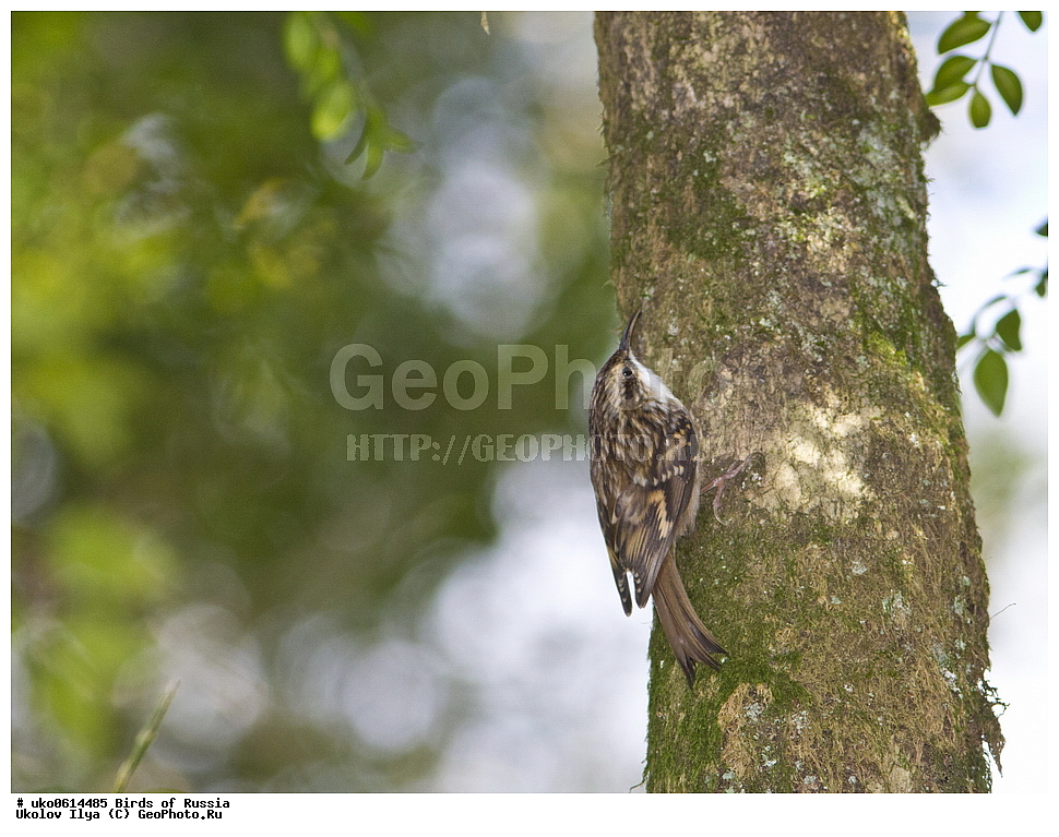 ������, ��������, ��������, �����, �����, ��������, �����������, XYZ, ���������, Certhiidae, ������������ ������, ������� ������, Certhia brachydactyla, ����������� ����� ������, �����������, ���������� �������