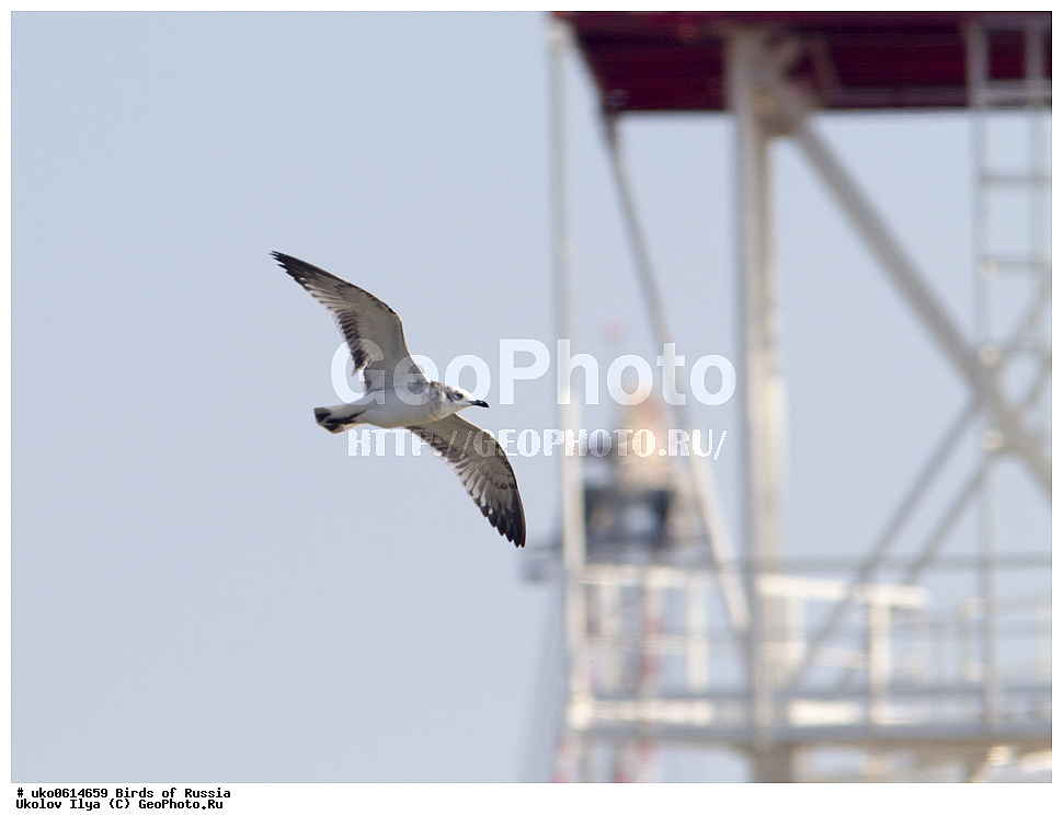 ����������� ����� ������, ������, ��������, ��������, �����, �����, ��������, �����������, ������� �����, ������� �����, XYZ, ��������, Laridae, ������������ �����, Larus melanocephalus, Ichthyaetus melanocephalus