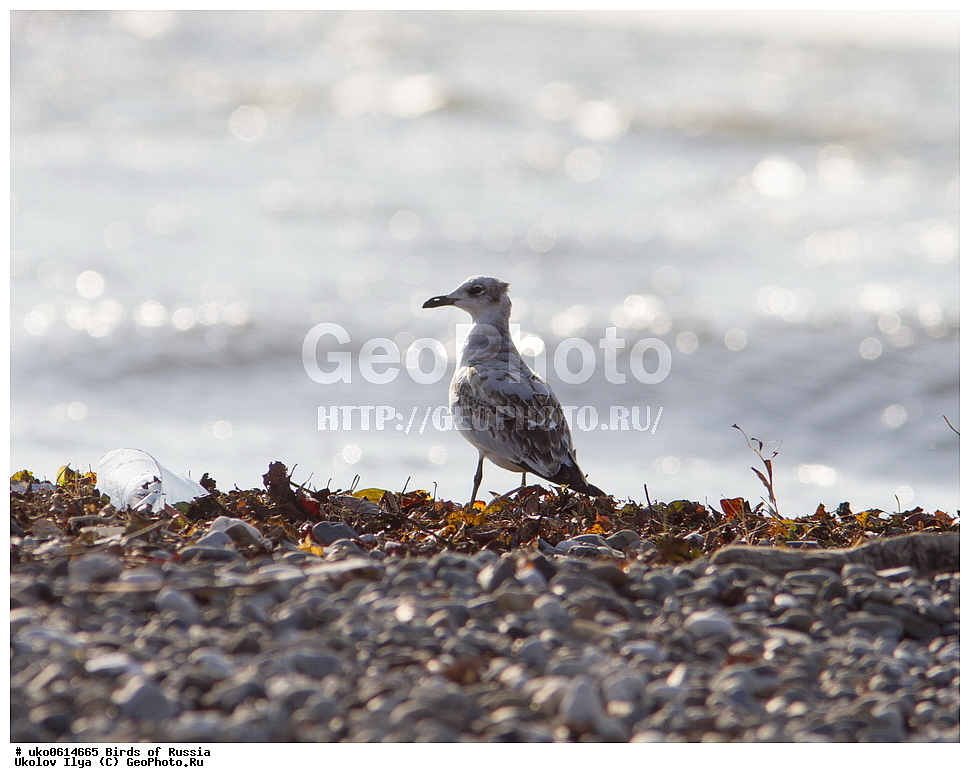 ����������� ����� ������, ������, ��������, ��������, �����, �����, ��������, �����������, ������� �����, ������� �����, XYZ, ��������, Laridae, ������������ �����, Larus melanocephalus, Ichthyaetus melanocephalus