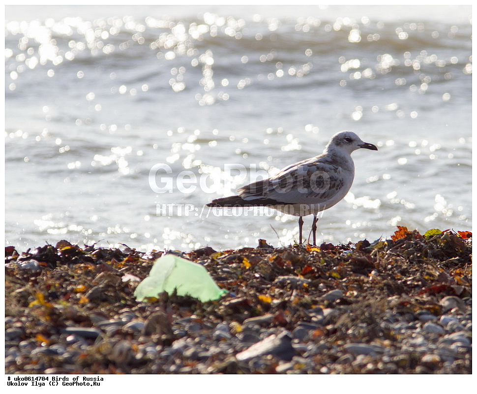 ����������� ����� ������, ������, ��������, ��������, �����, �����, ��������, �����������, ������� �����, ������� �����, XYZ, ��������, Laridae, ������������ �����, Larus melanocephalus, Ichthyaetus melanocephalus