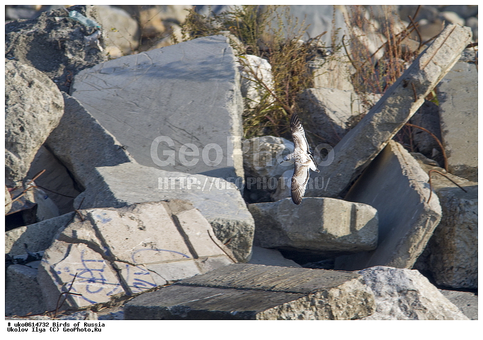 ����������� ����� ������, ������, ��������, ��������, �����, �����, ��������, �����������, ������� �����, ������� �����, XYZ, ��������, Laridae, ������������ �����, Larus melanocephalus, Ichthyaetus melanocephalus