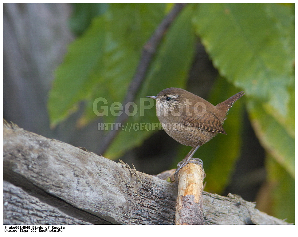 ������, ��������, ��������, �����, �����, ��������, �����������, XYZ, �������������, Troglodytidae, ���������, �����������, ������, Troglodytes troglodytes, Nannus troglodytes, ����������� ����� ������, �����������, ���������� �������