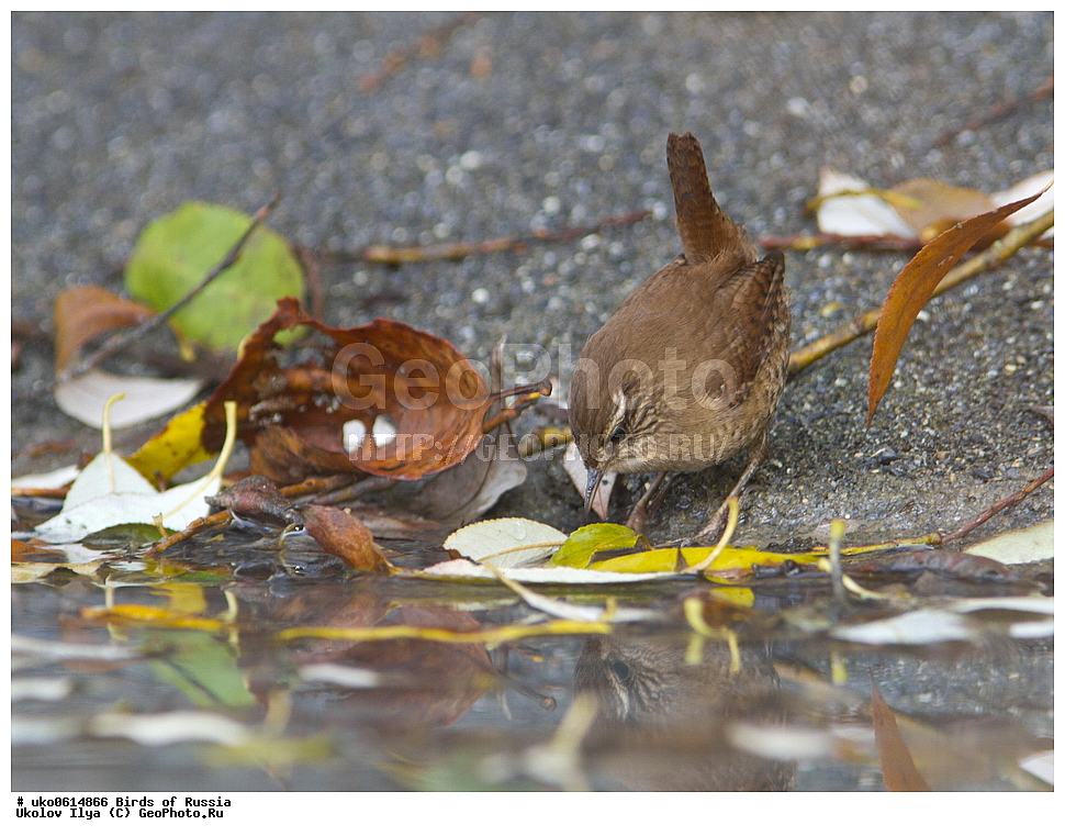 ������, ��������, ��������, �����, �����, ��������, �����������, XYZ, �������������, Troglodytidae, ���������, �����������, ������, Troglodytes troglodytes, Nannus troglodytes, ����������� ����� ������, �����������, ���������� �������