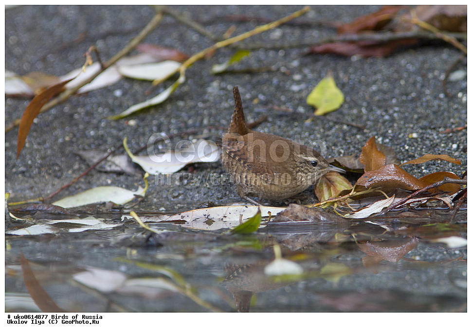 ������, ��������, ��������, �����, �����, ��������, �����������, XYZ, �������������, Troglodytidae, ���������, �����������, ������, Troglodytes troglodytes, Nannus troglodytes, ����������� ����� ������, �����������, ���������� �������