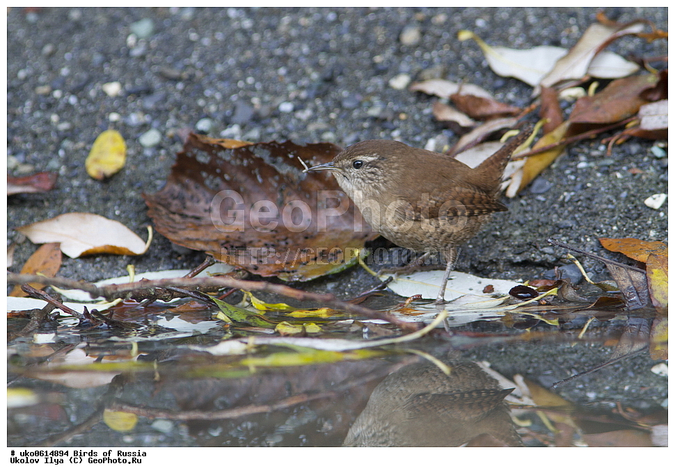 ������, ��������, ��������, �����, �����, ��������, �����������, XYZ, �������������, Troglodytidae, ���������, �����������, ������, Troglodytes troglodytes, Nannus troglodytes, ����������� ����� ������, �����������, ���������� �������