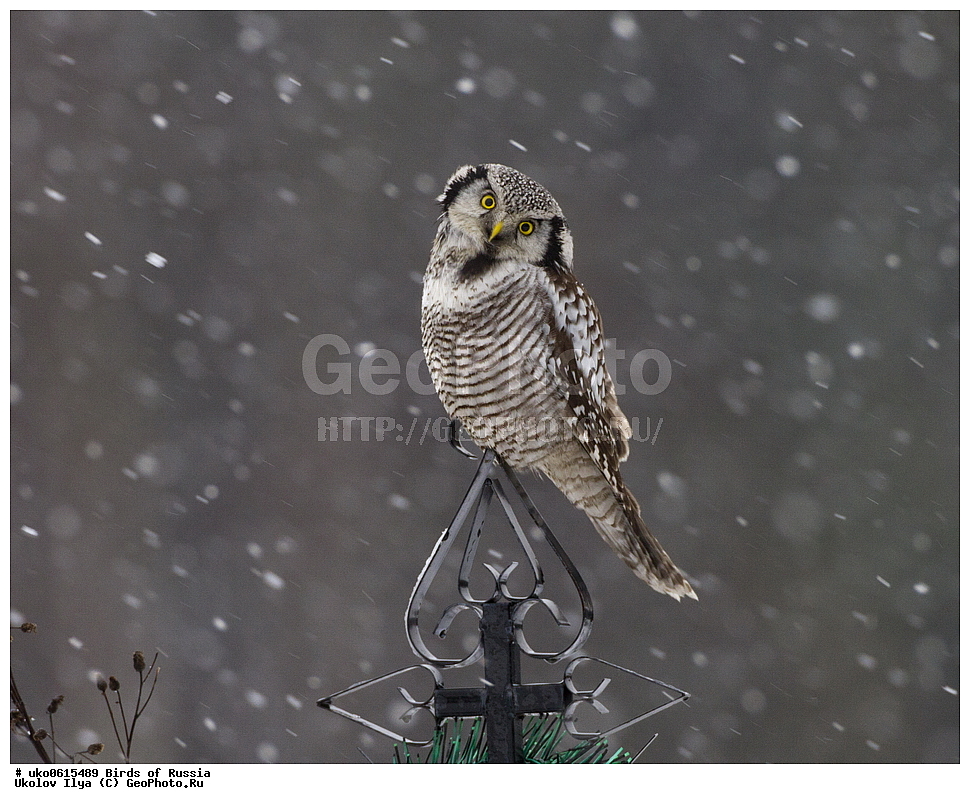 �����������, ���������� �������, ����������� ����� ������, ������, ��������, ��������, �����, �����, ��������, �����������, ������ �����, ������ �����, XYZ, �������, ��������� ����, Strigidae, ���������� ����, Surnia ulula