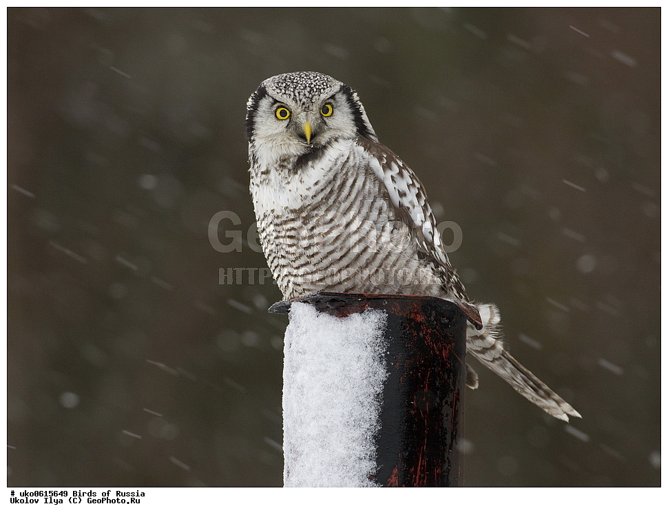 �����������, ���������� �������, ����������� ����� ������, ������, ��������, ��������, �����, �����, ��������, �����������, ������ �����, ������ �����, XYZ, �������, ��������� ����, Strigidae, ���������� ����, Surnia ulula