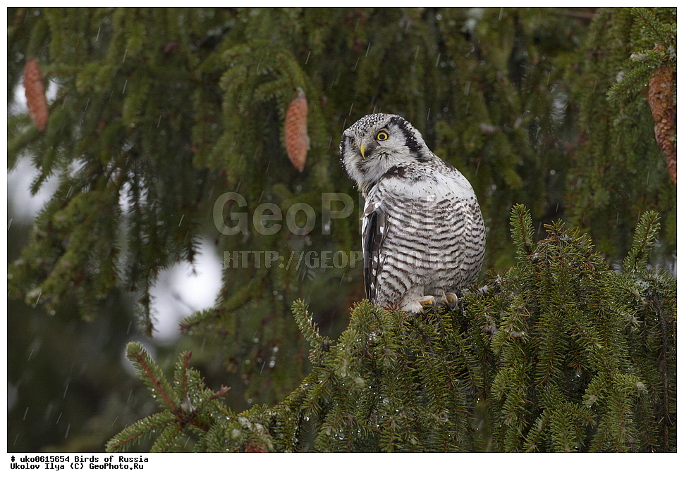 �����������, ���������� �������, ����������� ����� ������, ������, ��������, ��������, �����, �����, ��������, �����������, ������ �����, ������ �����, XYZ, �������, ��������� ����, Strigidae, ���������� ����, Surnia ulula