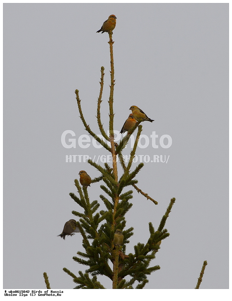 ������, ��������, ��������, �����, �����, ��������, �����������, XYZ, ���������, Fringillidae, ����-������, ������������ ����, �����-������, ������������ �����, Loxia curvirostra, ����������� ����� ������, �����������, ���������� �������