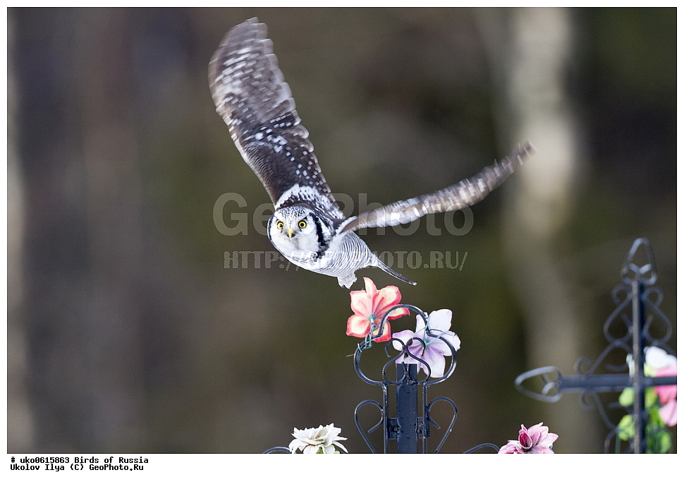 �����������, ���������� �������, ����������� ����� ������, ������, ��������, ��������, �����, �����, ��������, �����������, ������ �����, ������ �����, XYZ, �������, ��������� ����, Strigidae, ���������� ����, Surnia ulula