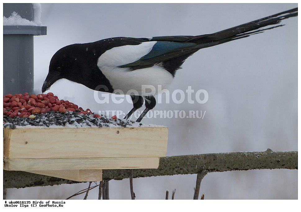 ������, ��������, ��������, �����, �����, ��������, �����������, XYZ, ��������, ���������, Corvidae, ������, Pica pica, ����������� ����� ������, �����������, ���������� �������