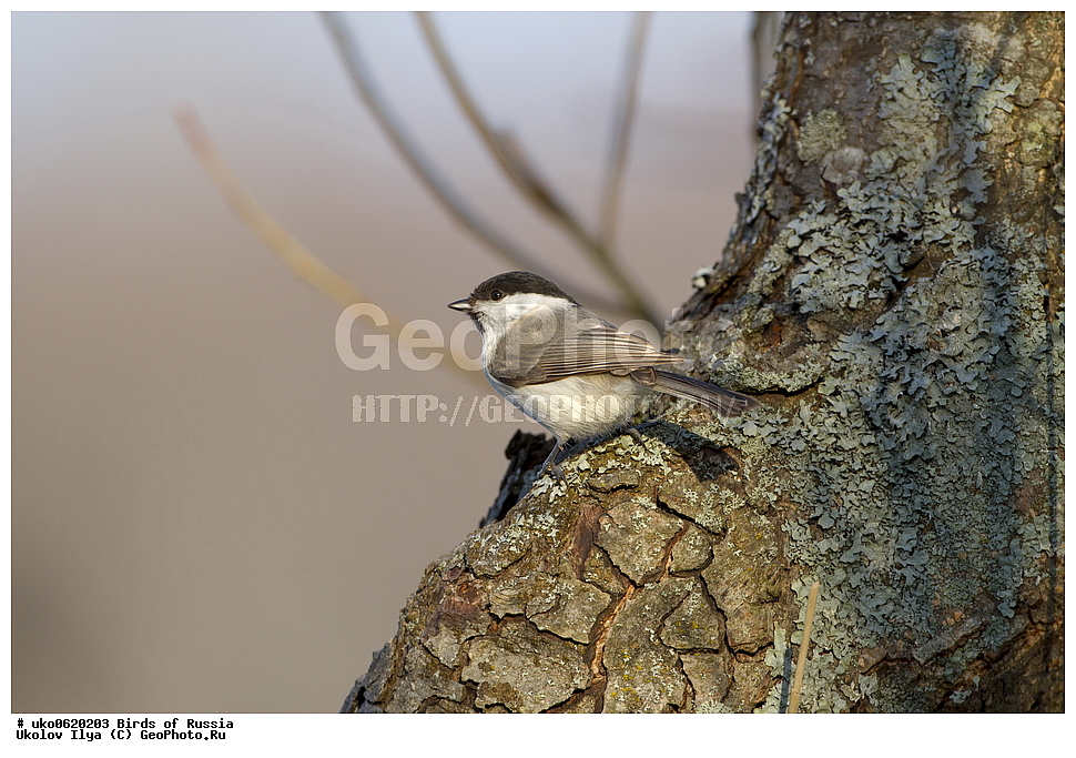 �����������, ���������� �������, ����������� ����� ������, ������, ��������, ��������, �����, �����, ��������, �����������, XYZ, ���������, Paridae, ������������ ������, �������� ������, Poecile palustris, Parus palustris