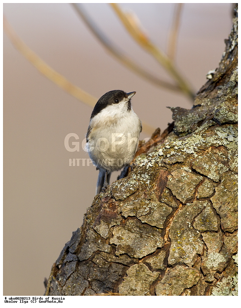 �����������, ���������� �������, ����������� ����� ������, ������, ��������, ��������, �����, �����, ��������, �����������, XYZ, ���������, Paridae, ������������ ������, �������� ������, Poecile palustris, Parus palustris