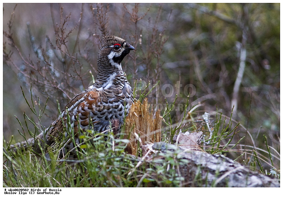 �����������, ���������� �������, ����������� ����� ������, ������, ��������, ��������, �����, �����, ��������, �����������, XYZ, �����������, Tetraonidae, ������, Tetrastes bonasia, Bonasa bonasia