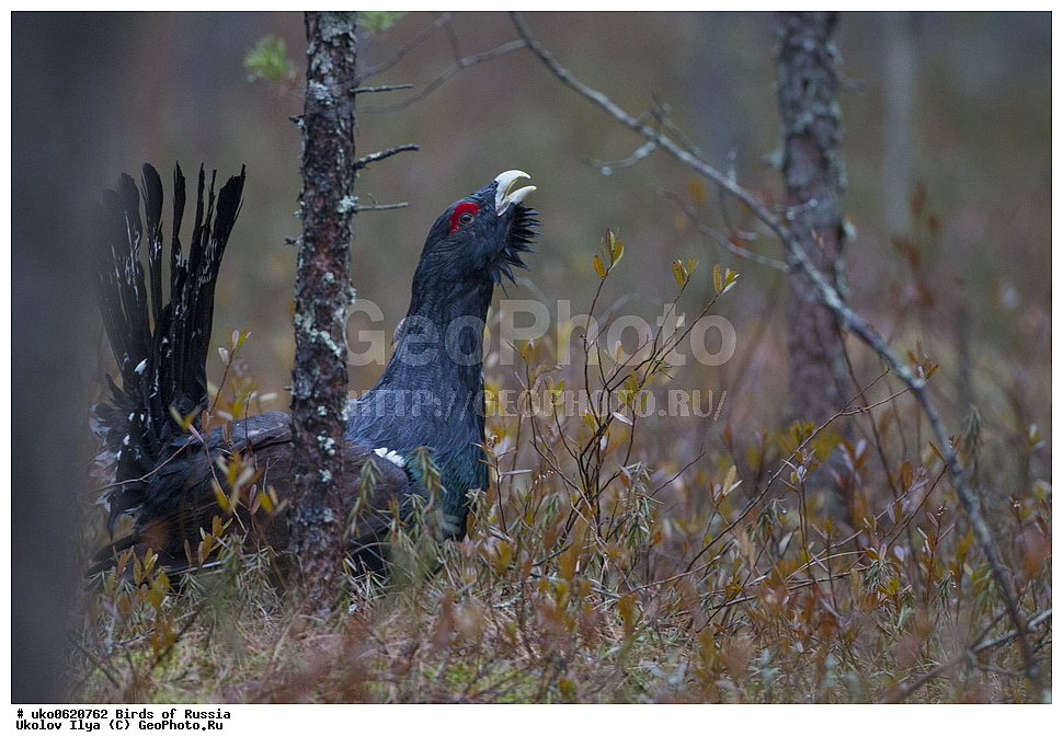 �����������, ���������� �������, ����������� ����� ������, ������, ��������, ��������, �����, �����, ��������, �����������, XYZ, �����������, Tetraonidae, ������������ �������, �������, Tetrao urogallus
