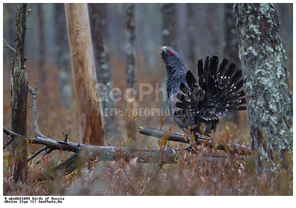�����������, ���������� �������, ����������� ����� ������, ������, ��������, ��������, �����, �����, ��������, �����������, XYZ, �����������, Tetraonidae, ������������ �������, �������, Tetrao urogallus