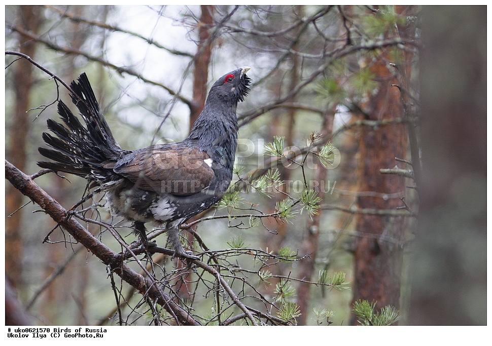 �����������, ���������� �������, ����������� ����� ������, ������, ��������, ��������, �����, �����, ��������, �����������, XYZ, �����������, Tetraonidae, ������������ �������, �������, Tetrao urogallus