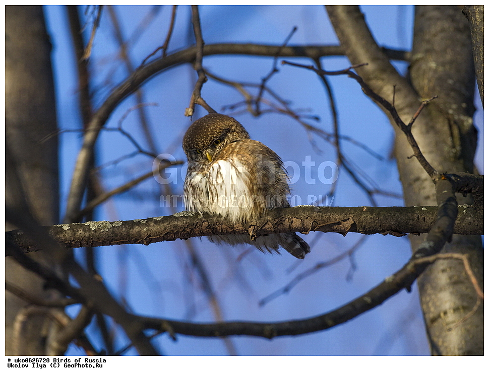 �����������, ���������� �������, ����������� ����� ������, ������, ��������, ��������, �����, �����, ��������, �����������, ������ �����, ������ �����, XYZ, �������, ��������� ����, Strigidae, ���������� ���, Glaucidium passerinum