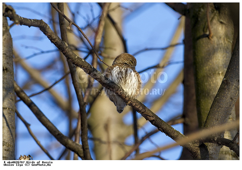 �����������, ���������� �������, ����������� ����� ������, ������, ��������, ��������, �����, �����, ��������, �����������, ������ �����, ������ �����, XYZ, �������, ��������� ����, Strigidae, ���������� ���, Glaucidium passerinum