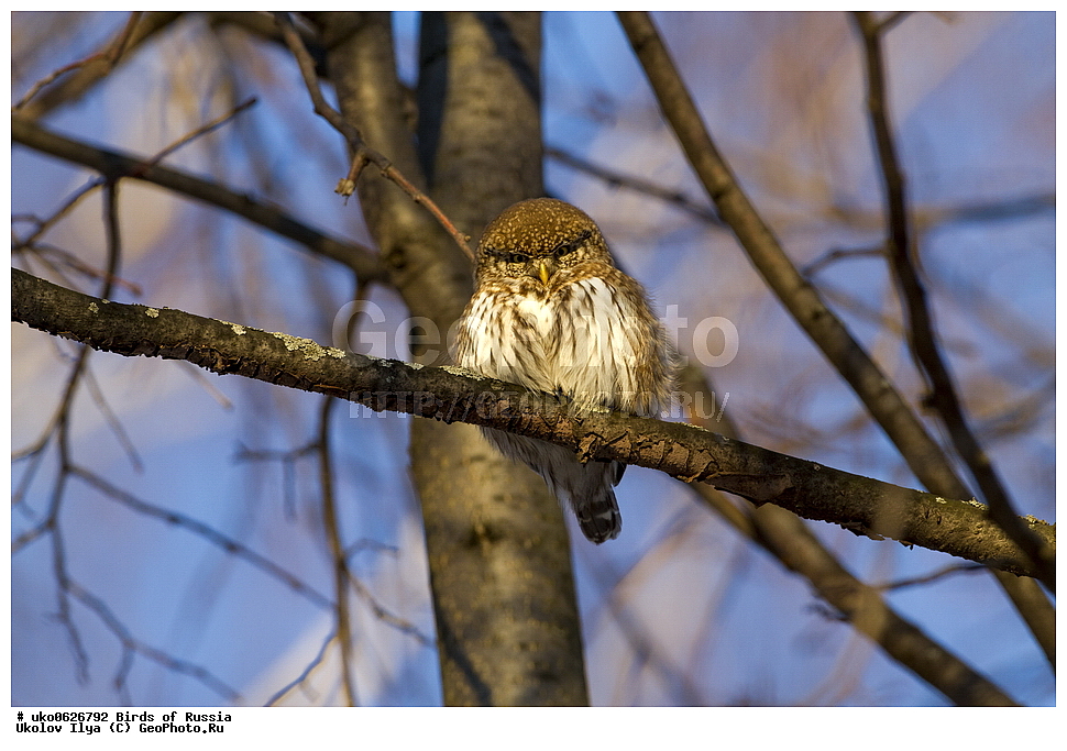 �����������, ���������� �������, ����������� ����� ������, ������, ��������, ��������, �����, �����, ��������, �����������, ������ �����, ������ �����, XYZ, �������, ��������� ����, Strigidae, ���������� ���, Glaucidium passerinum