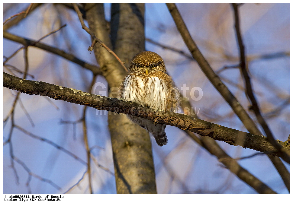 �����������, ���������� �������, ����������� ����� ������, ������, ��������, ��������, �����, �����, ��������, �����������, ������ �����, ������ �����, XYZ, �������, ��������� ����, Strigidae, ���������� ���, Glaucidium passerinum