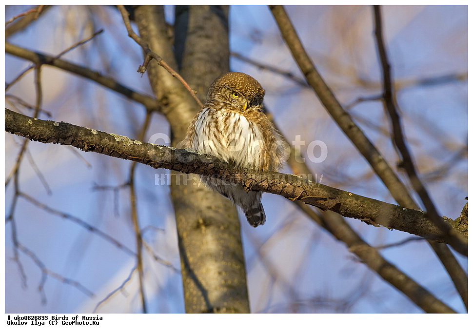 �����������, ���������� �������, ����������� ����� ������, ������, ��������, ��������, �����, �����, ��������, �����������, ������ �����, ������ �����, XYZ, �������, ��������� ����, Strigidae, ���������� ���, Glaucidium passerinum