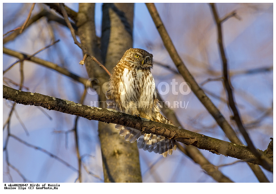 �����������, ���������� �������, ����������� ����� ������, ������, ��������, ��������, �����, �����, ��������, �����������, ������ �����, ������ �����, XYZ, �������, ��������� ����, Strigidae, ���������� ���, Glaucidium passerinum