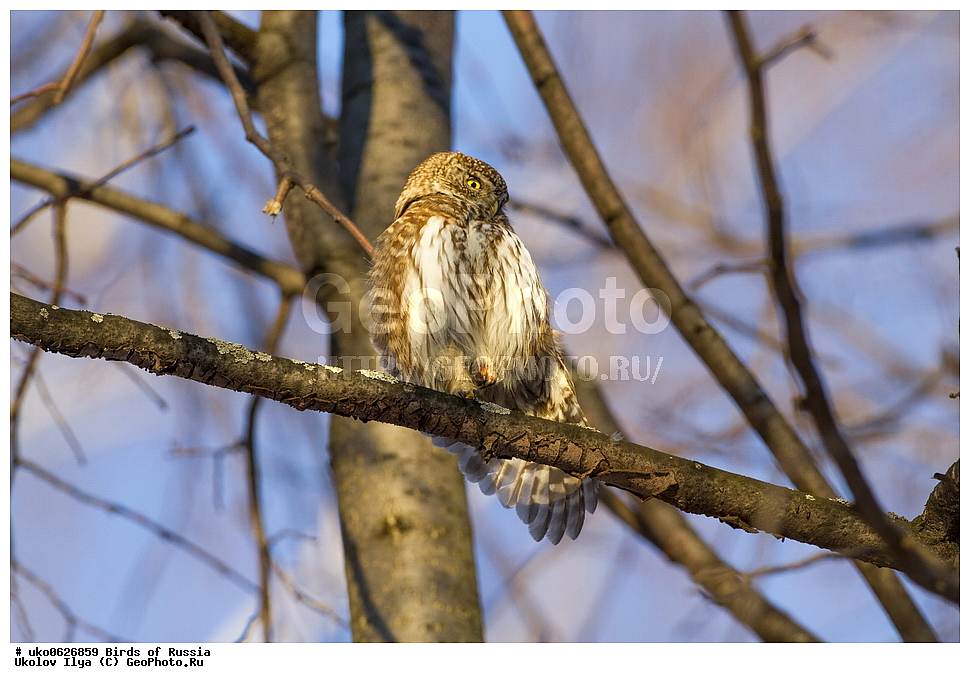 �����������, ���������� �������, ����������� ����� ������, ������, ��������, ��������, �����, �����, ��������, �����������, ������ �����, ������ �����, XYZ, �������, ��������� ����, Strigidae, ���������� ���, Glaucidium passerinum