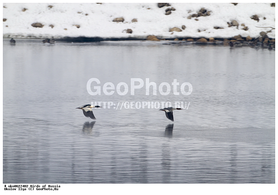  �����������, ���������� �������, ����������� ����� ������, ������, ��������, ��������, �����, �����, ��������, �����������, �����������������, ������������� �����, ������������� �����, XYZ, ������, Anatidae, ������� �������, Mergus merganser