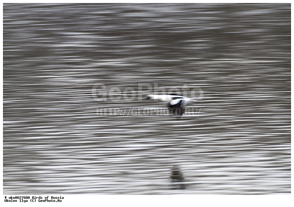 �����������, ���������� �������, ����������� ����� ������, ������, ��������, ��������, �����, �����, ��������, �����������, �����������������, ������������� �����, ������������� �����, XYZ, ������, Anatidae, �����, ����� �������, ����� ������, Mergellus albellus, Mergus albellus