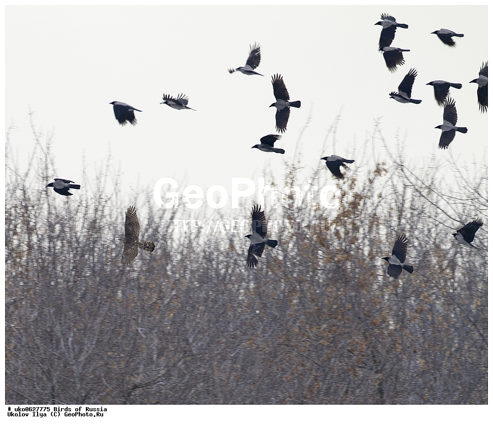 �����������, ���������� �������, ����������� ����� ������, ������, ��������, ��������, �����, �����, ��������, �����������, ������ �����, ������ �����, XYZ, ����������, Accipitridae, ������-������������, ������������, Accipiter gentilis