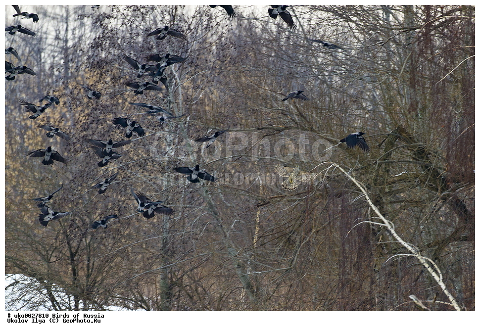 �����������, ���������� �������, ����������� ����� ������, ������, ��������, ��������, �����, �����, ��������, �����������, ������ �����, ������ �����, XYZ, ����������, Accipitridae, ������-������������, ������������, Accipiter gentilis