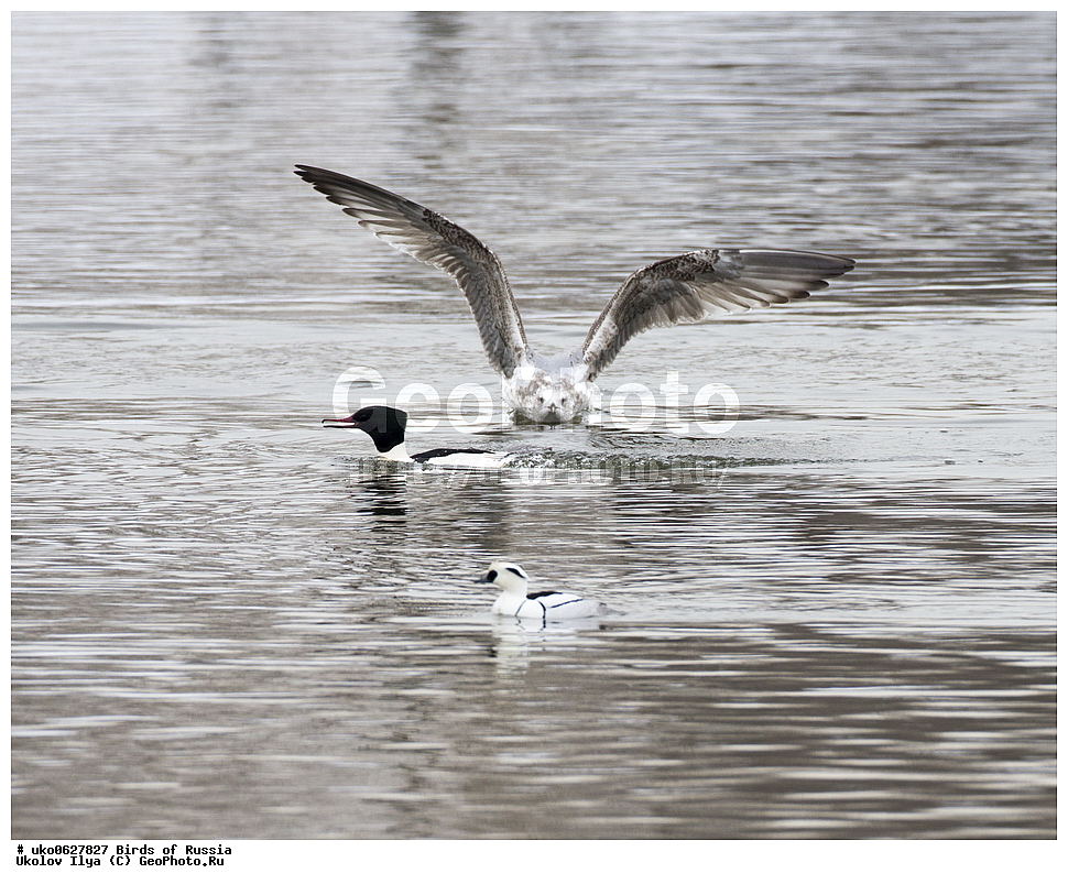  �����������, ���������� �������, ����������� ����� ������, ������, ��������, ��������, �����, �����, ��������, �����������, �����������������, ������������� �����, ������������� �����, XYZ, ������, Anatidae, ������� �������, Mergus merganser,, �����, ����� �������, ����� ������, Mergellus albellus, Mergus albellus