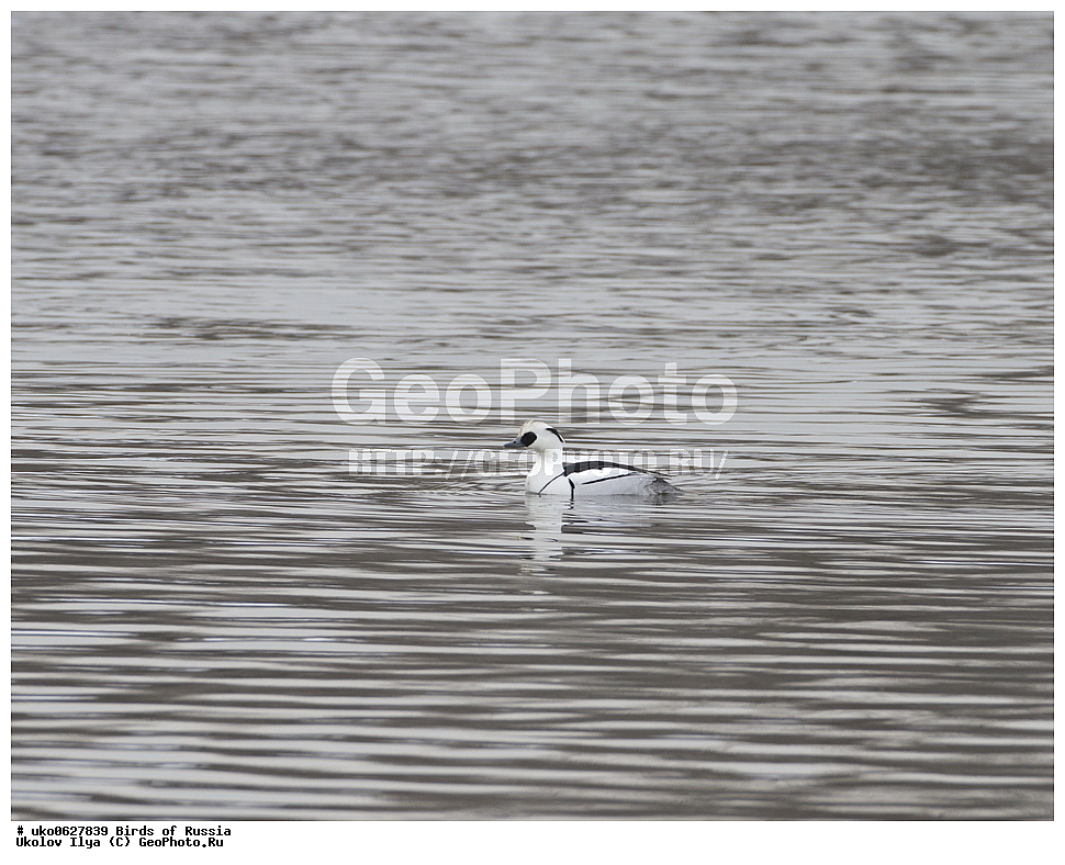 �����������, ���������� �������, ����������� ����� ������, ������, ��������, ��������, �����, �����, ��������, �����������, �����������������, ������������� �����, ������������� �����, XYZ, ������, Anatidae, �����, ����� �������, ����� ������, Mergellus albellus, Mergus albellus