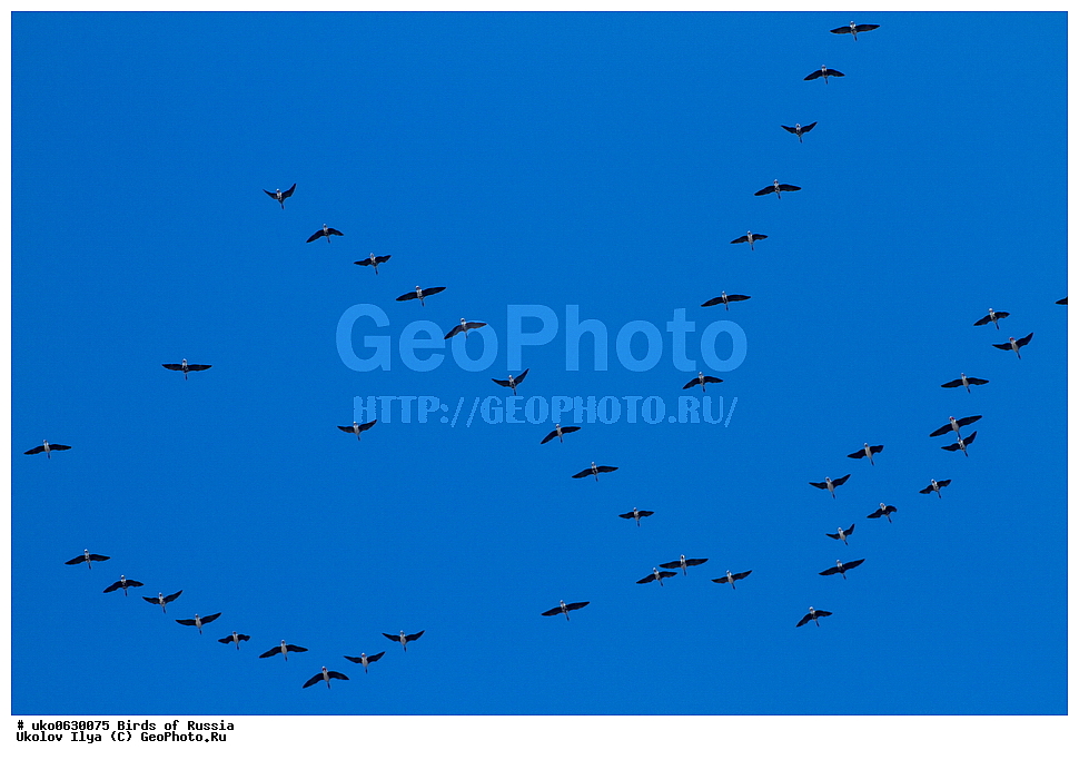 �����������, ���������� �������, ����������� ����� ������, ������, ��������, ��������, �����, �����, ��������, �����������, �����������������, ������������� �����, ������������� �����, XYZ, ������, Anatidae, ��������� ����, ���������, Anser albifrons