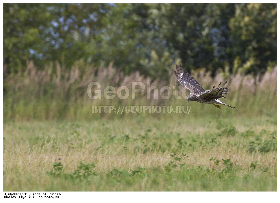 �����������, ���������� �������, ����������� ����� ������, ������, ��������, ��������, �����, �����, ��������, �����������, ������ �����, ������ �����, XYZ, ����������, Accipitridae, ������� ����, ������������ ����, Circus cyaneus