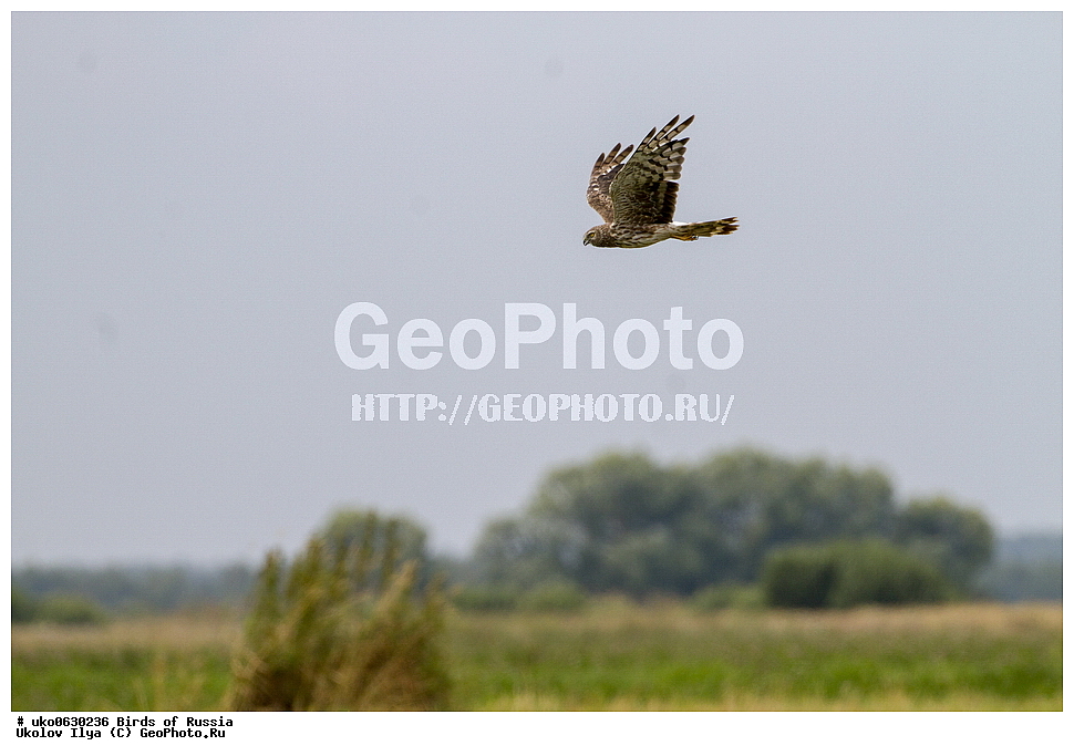 �����������, ���������� �������, ����������� ����� ������, ������, ��������, ��������, �����, �����, ��������, �����������, ������ �����, ������ �����, XYZ, ����������, Accipitridae, ������� ����, ������������ ����, Circus cyaneus