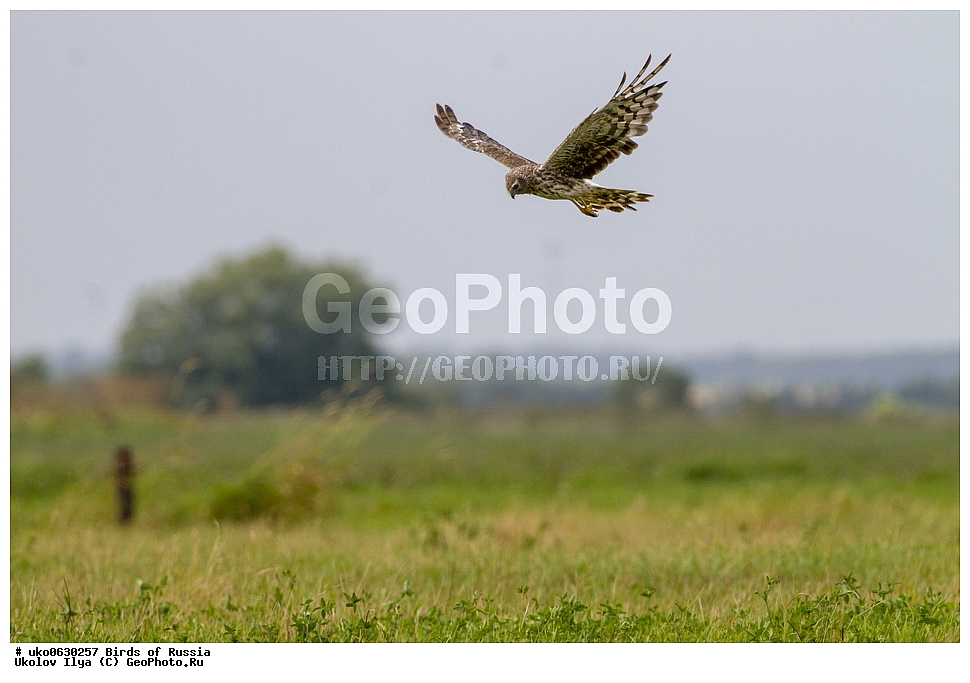 �����������, ���������� �������, ����������� ����� ������, ������, ��������, ��������, �����, �����, ��������, �����������, ������ �����, ������ �����, XYZ, ����������, Accipitridae, ������� ����, ������������ ����, Circus cyaneus