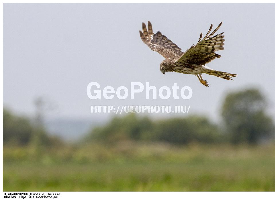 �����������, ���������� �������, ����������� ����� ������, ������, ��������, ��������, �����, �����, ��������, �����������, ������ �����, ������ �����, XYZ, ����������, Accipitridae, ������� ����, ������������ ����, Circus cyaneus