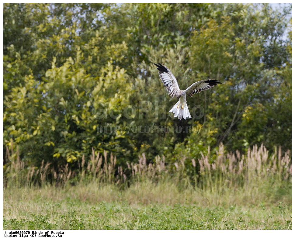 �����������, ���������� �������, ����������� ����� ������, ������, ��������, ��������, �����, �����, ��������, �����������, ������ �����, ������ �����, XYZ, ����������, Accipitridae, ������� ����, ������������ ����, Circus cyaneus