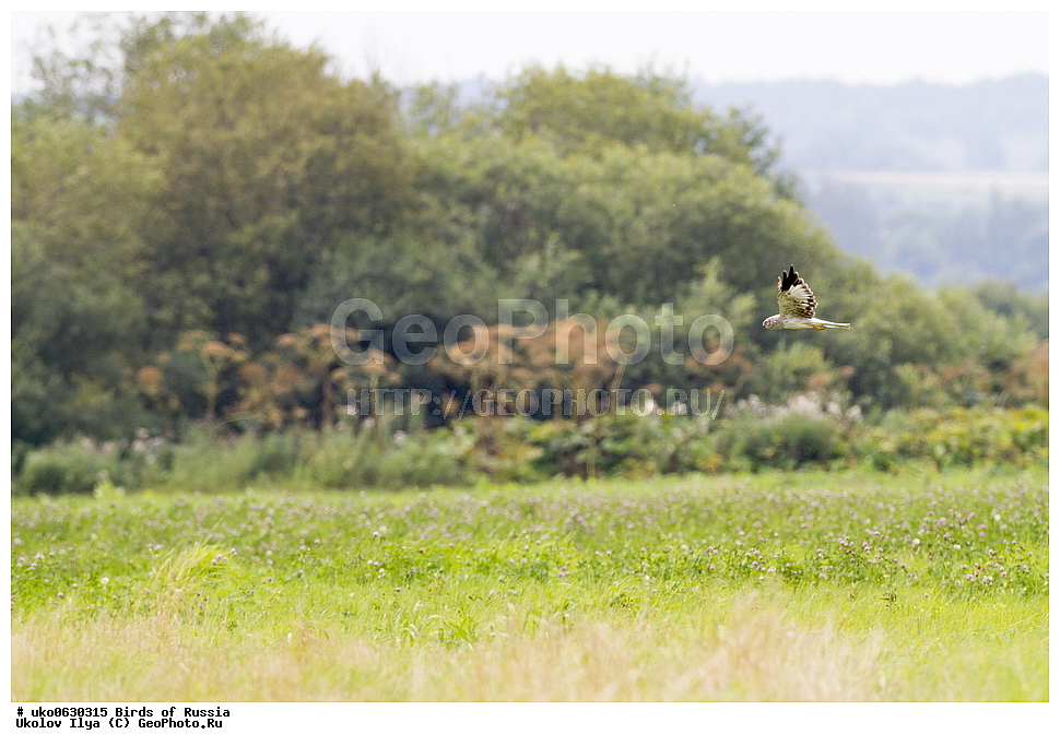 �����������, ���������� �������, ����������� ����� ������, ������, ��������, ��������, �����, �����, ��������, �����������, ������ �����, ������ �����, XYZ, ����������, Accipitridae, ������� ����, ������������ ����, Circus cyaneus