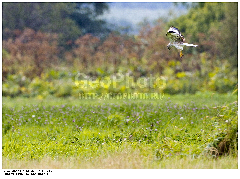 �����������, ���������� �������, ����������� ����� ������, ������, ��������, ��������, �����, �����, ��������, �����������, ������ �����, ������ �����, XYZ, ����������, Accipitridae, ������� ����, ������������ ����, Circus cyaneus