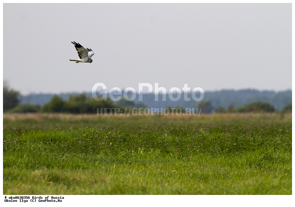 �����������, ���������� �������, ����������� ����� ������, ������, ��������, ��������, �����, �����, ��������, �����������, ������ �����, ������ �����, XYZ, ����������, Accipitridae, ������� ����, ������������ ����, Circus cyaneus