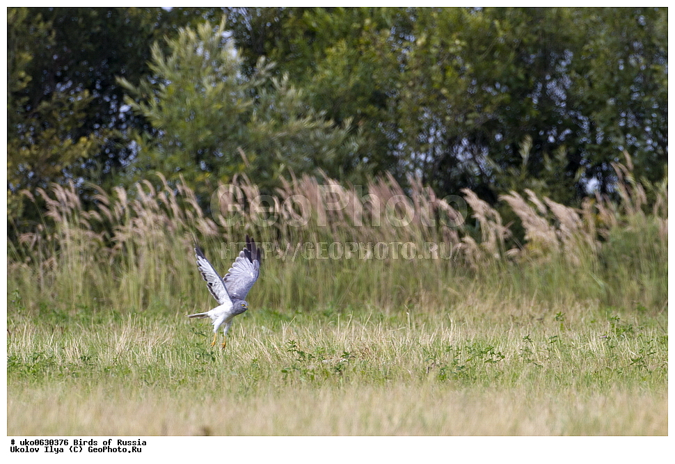 �����������, ���������� �������, ����������� ����� ������, ������, ��������, ��������, �����, �����, ��������, �����������, ������ �����, ������ �����, XYZ, ����������, Accipitridae, ������� ����, ������������ ����, Circus cyaneus