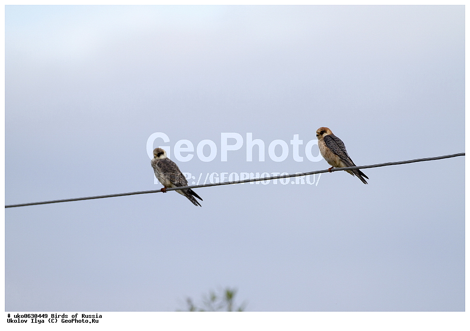 �����������, ���������� �������, ����������� ����� ������, ������, ��������, ��������, �����, �����, ��������, �����������, ������ �����, ������ �����, XYZ, ���������, Falconidae, ������, Falco vespertinus