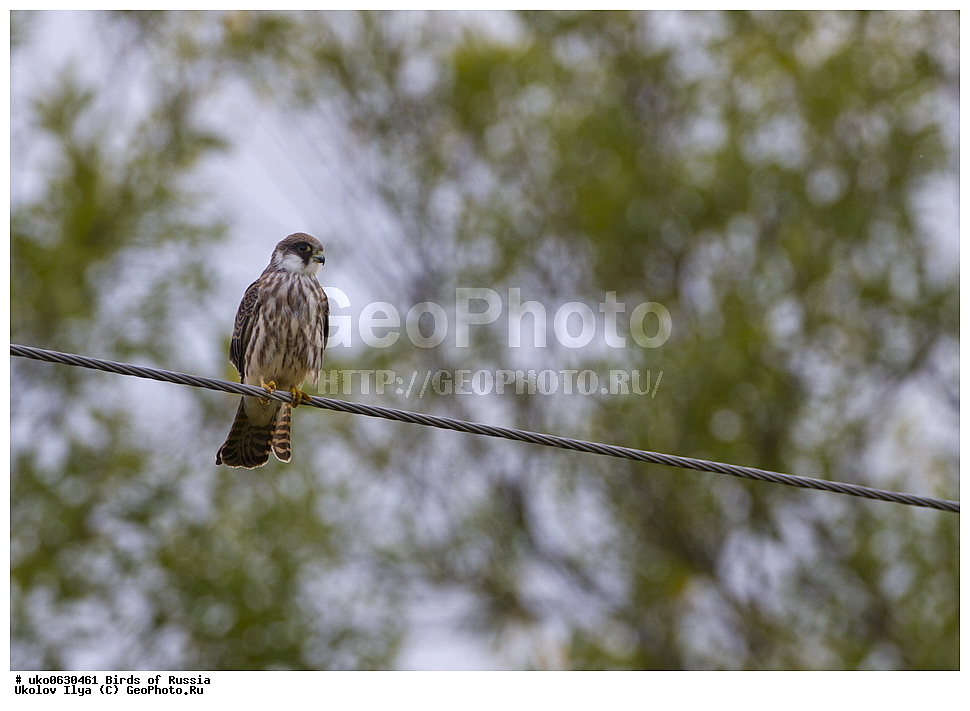 �����������, ���������� �������, ����������� ����� ������, ������, ��������, ��������, �����, �����, ��������, �����������, ������ �����, ������ �����, XYZ, ���������, Falconidae, ������, Falco vespertinus