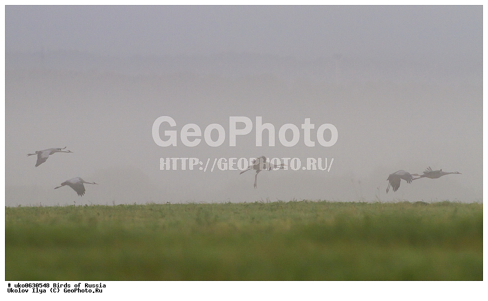 �����������, ���������� �������, ����������� ����� ������, ������, ��������, ��������, �����, �����, ��������, �����������, XYZ, ����������, Gruidae, ����� �������, Grus grus